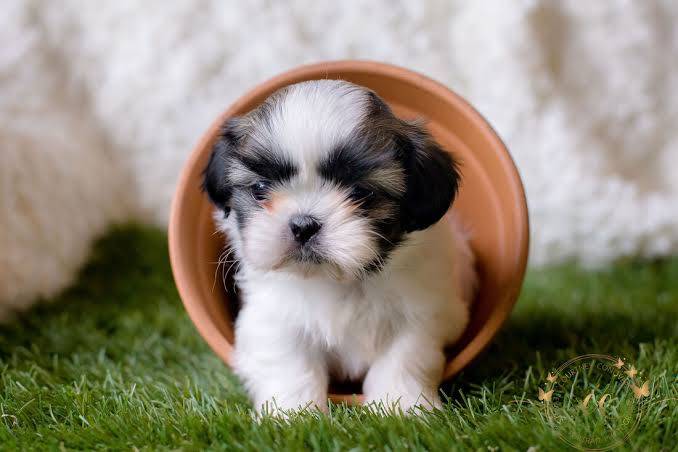 Dog thumbnail