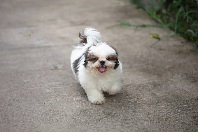 Dog thumbnail