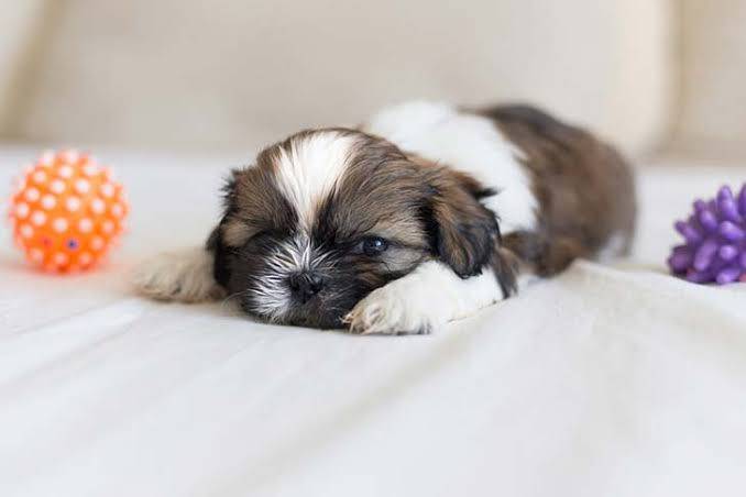 Dog thumbnail